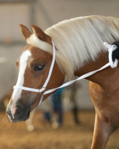 Rangeland Photography