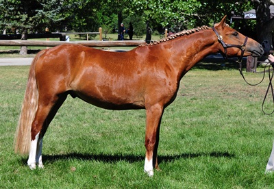 Briarwood Photography