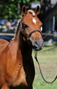 Briarwood Photography