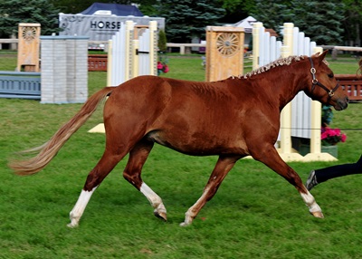 Briarwood Photography