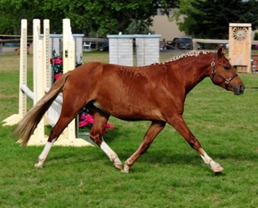 Briarwood Photography