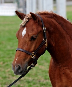 Briarwood Photography