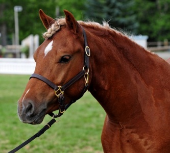 Briarwood Photography