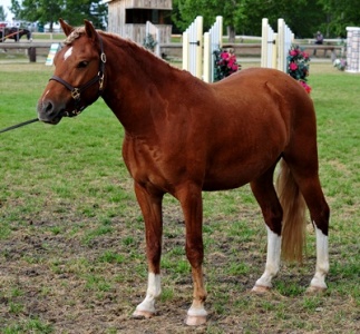 Briarwood Photography