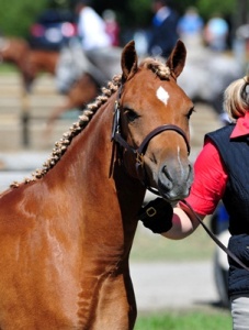 Briarwood Photography