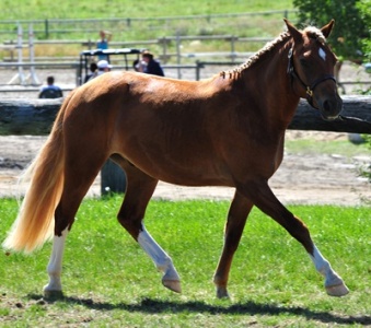 Briarwood Photography