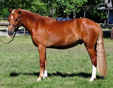 Briarwood Photography