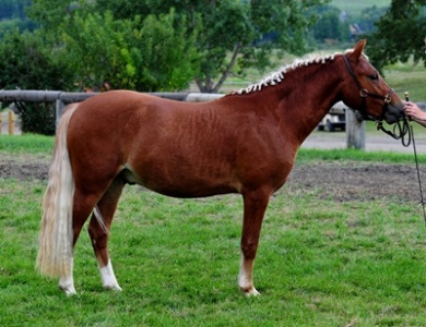 Briarwood Photography