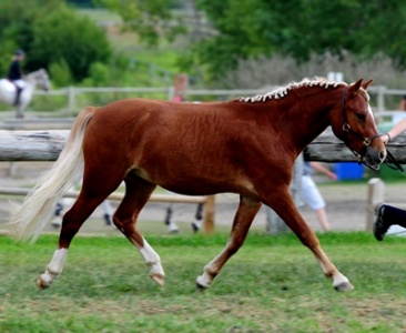 Briarwood Photography