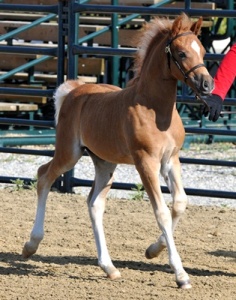 Briarwood Photography