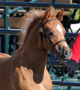 Briarwood Photography