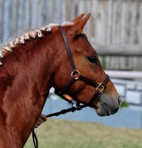 Briarwood Photography