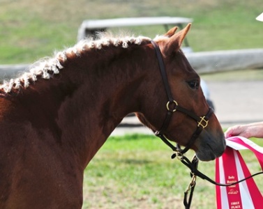 Briarwood Photography