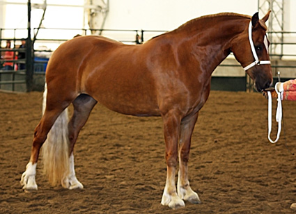 FourCross Photography